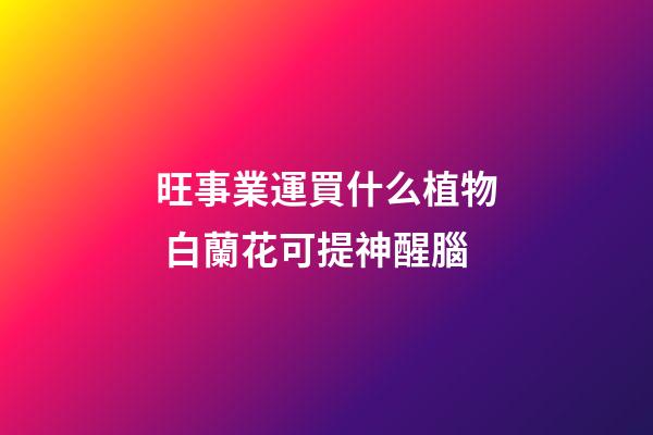 旺事業運買什么植物 白蘭花可提神醒腦
